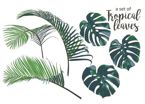 Vector Palmeras tropicales, plantas, hoja, follaje, monstera — Archivo Imágenes Vectoriales