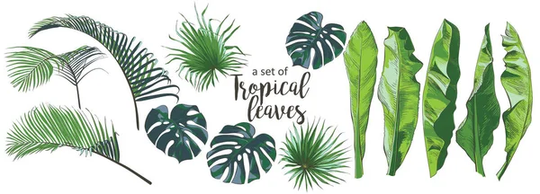 Vector Palmeras tropicales, plantas, hoja, follaje, monstera — Archivo Imágenes Vectoriales