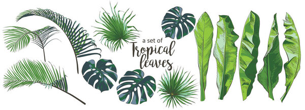 Vector Tropical palms, plants, leaf, foliage, monstera