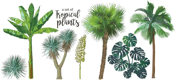 Vektor tropiska palmer, växter, blad, lövverk, monstera — Stock vektor