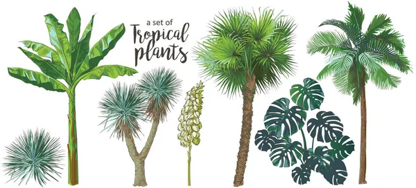 Vector Palmeras tropicales, plantas, hoja, follaje, monstera — Archivo Imágenes Vectoriales