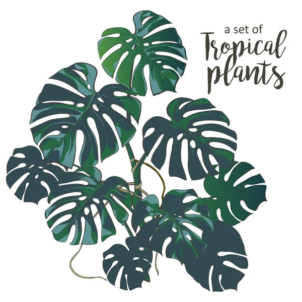 Vector Palmeras tropicales, plantas, hoja, follaje, monstera — Archivo Imágenes Vectoriales