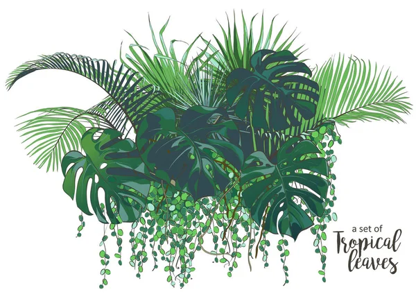 Vector Palmeras tropicales, plantas, hoja, follaje, monstera — Archivo Imágenes Vectoriales