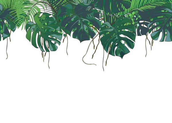 Vector Palmeras tropicales, plantas, hoja, follaje, monstera — Archivo Imágenes Vectoriales