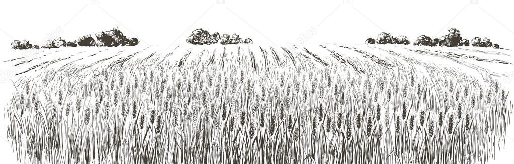 Rural landscape field of wheat, trees, plants, fences and other elements, forest panorama. Hand drawn vector illustration. Countryside engraving