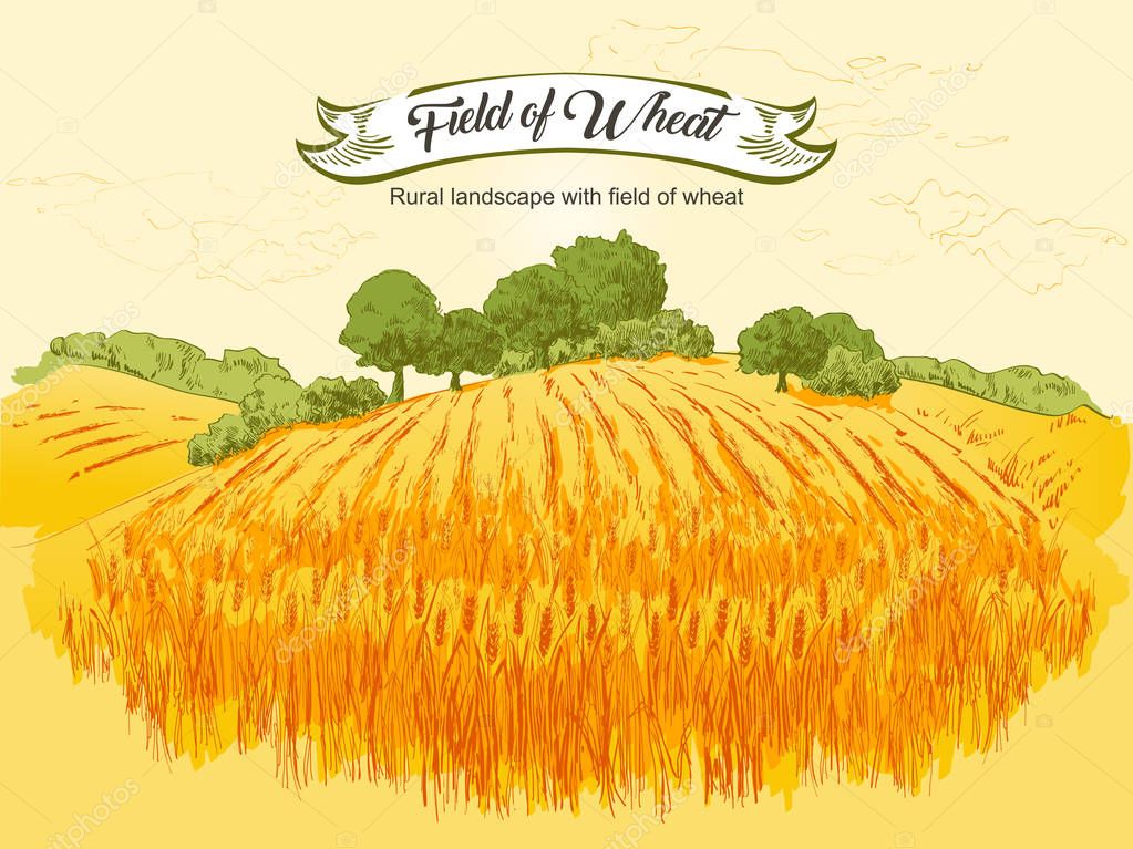 Rural landscape field of wheat with old barn, house, trees, windmills