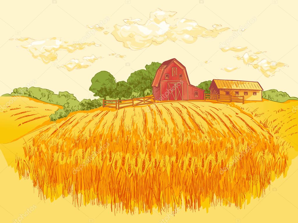 Rural landscape field of wheat with old barn, house, trees, windmills