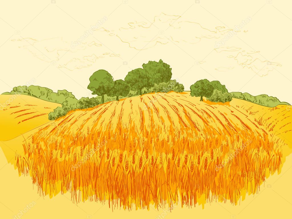 Rural landscape field of wheat with old barn, house, trees, windmills