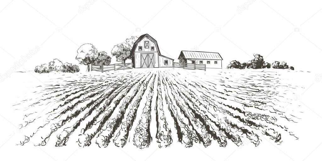 Rural landscape ripening field, agricultural landscape. Old Barn, house, trees, plants, fences and other elements, panorama. Hand drawn vector sketch illustration