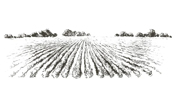 Campo de paisagem rural. Ilustração vetorial desenhada à mão. Paisagem rural. Estilo de gravação — Vetor de Stock