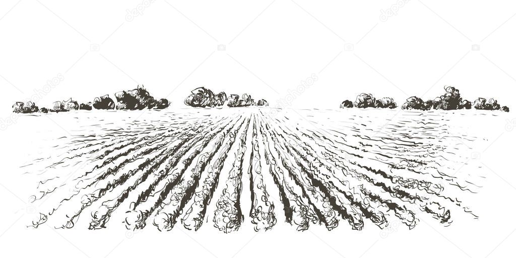 Rural landscape ripening field, agricultural landscape. Old Barn, house, trees, plants, fences and other elements, panorama. Hand drawn vector sketch illustration