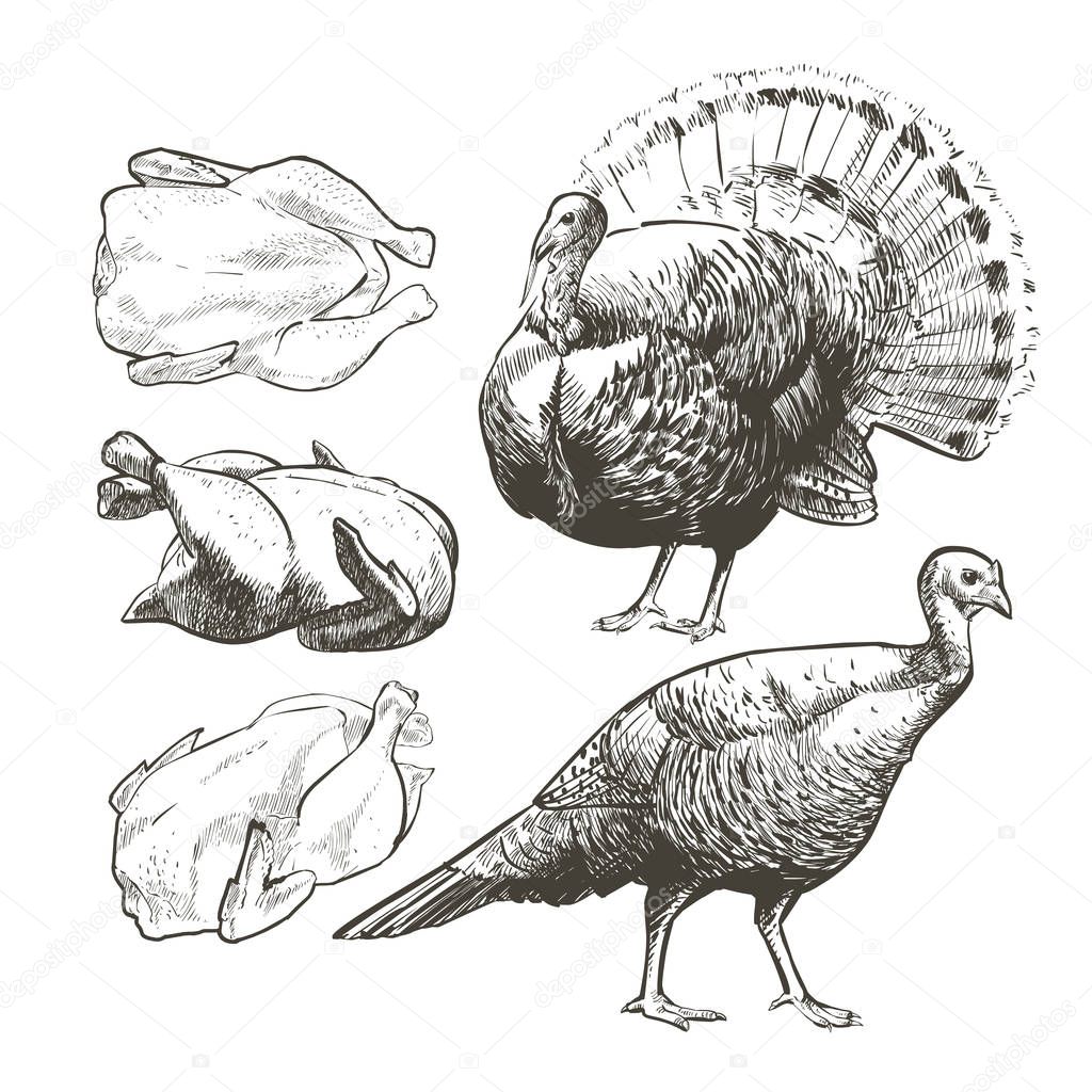 Vector illustration set poultry turkey. Roasted meat. Vintage sketch Illustration of farm animals. Isolated birds drawing on white background. Graphic for butcher shop, farmer market, Thanksgiving Day
