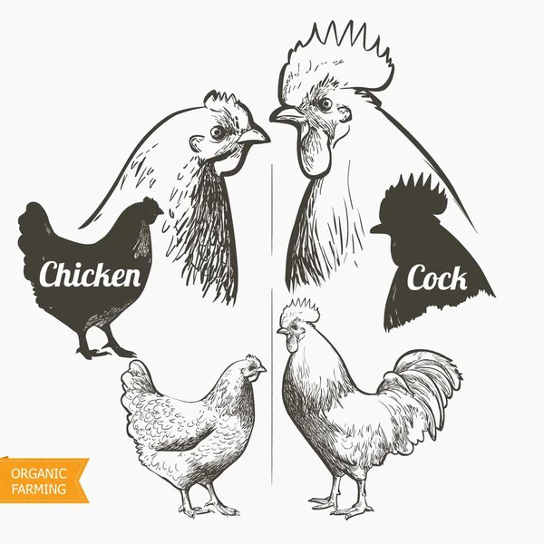 Gallo de gallina de pollo. Ilustración vectorial en estilo vintage . — Archivo Imágenes Vectoriales