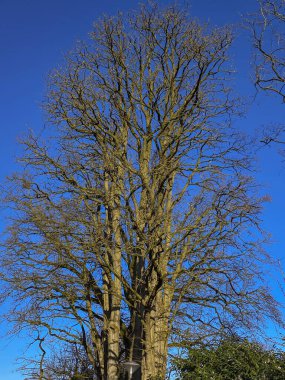 Bahar mevsiminde yaprakları olmayan açık mavi bir gökyüzüne karşı.