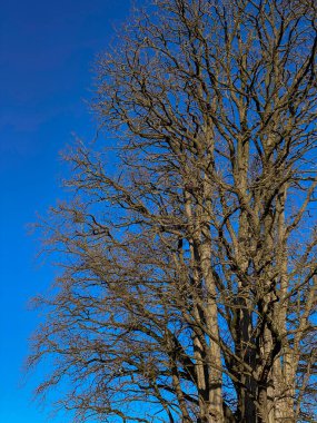 Yapraksız ağaç kışın mavi gökyüzüne karşı, yakın çekim