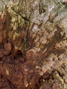 Eski ahşap doku. Eski ağaç kabuğu arkaplanını kapat.