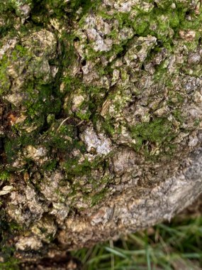 Eski bir ağacın kabuğunda yeşil yosun, makro, arka plan