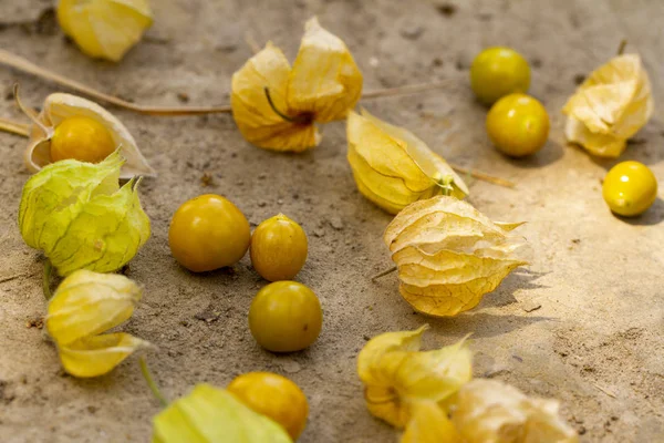 Cape Gooseberry Physalis Peruviana or Ground cherries, winter cherry, Physalis minima, Inca berry, Golden strawberry, Strawberry tomato, Husk tomato on earth