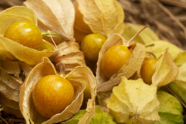Yellow cape gooseberry fruit on the sand. Physalis peruviana edible tasty physalis orange yellow fruits in dry husks on straw background in daylight