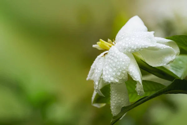 closeup of fresh Gardenia flowers with dew drops in tropical garden. copy space. White Jasmine flower with water drops in forest after rain