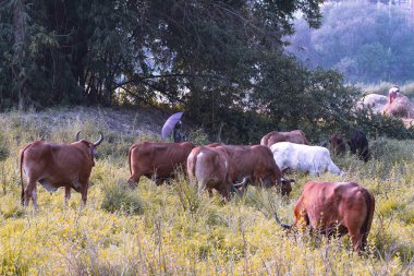 inekler ve zebu boğa ile sakin Asya köy manzara. Güzel Hint zebu yatıyor barışçıl içinde bu Rainforest