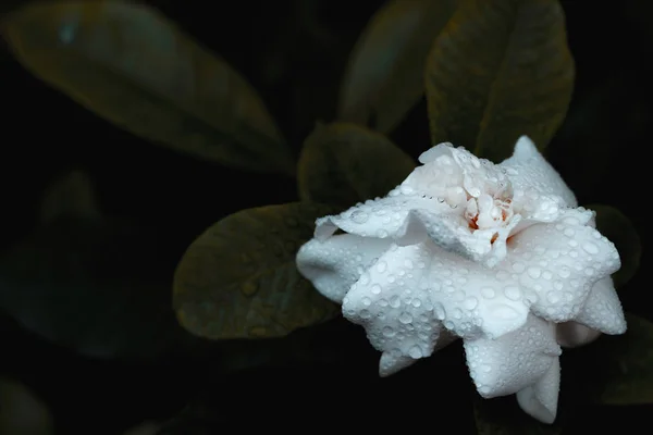 closeup of fresh Gardenia flowers with dew drops in tropical garden. copy space. White Jasmine flower with water drops in forest after rain