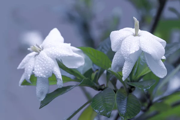 closeup of fresh Gardenia flowers with dew drops in tropical garden. copy space. White Jasmine flower with water drops in forest after rain