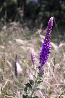 bahçede leylak çiçekleri. gece mor ve pembe çiçekler alanında. güzel renkli çiçek arka plan. düşük anahtar. koyu orman arka plan üzerinde inanılmaz pembe çiçekler.