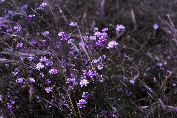 정원에서 라일락 꽃. 필드에 밤 보라색과 분홍색 꽃. 아름다운 색상 전체 꽃 배경입니다. 낮은 키. 어두운 숲 배경에 놀라운 핑크 꽃. — 스톡 사진