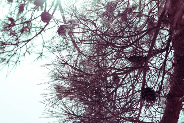 Jehličnaté větve proti obloze. Podívejte se do jedle-stromových větví v lese. pozadí rostliny pohled nízký úhel — Stock fotografie