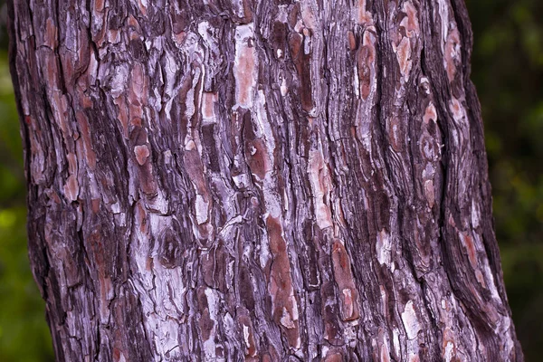 Tronco de árbol cerca, textura de corteza. Textura en relieve de la corteza marrón de un árbol. corteza de árbol fondo . — Foto de Stock