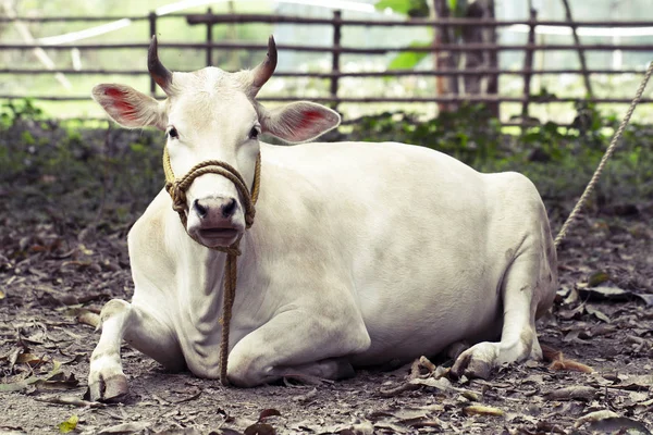 Bela vaca branca santa indiana zebu fica pacificamente na floresta tropical. retrato de vaca jubarte branca indiana. Paisagem aldeia indiana com vaca branca de neve — Fotografia de Stock