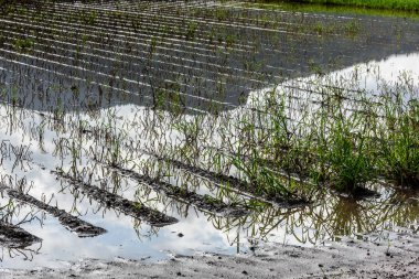 Su ortasında tarım bitkileri su bastı. Patates ürün hasar.
