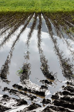 Yağmur su altında sonra su dolu patates Field.Agriculture zemin.