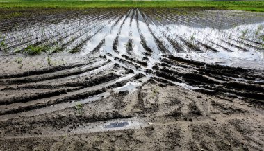 Sular altında patates alan. Yağmur su altında sonra tarım zemin.