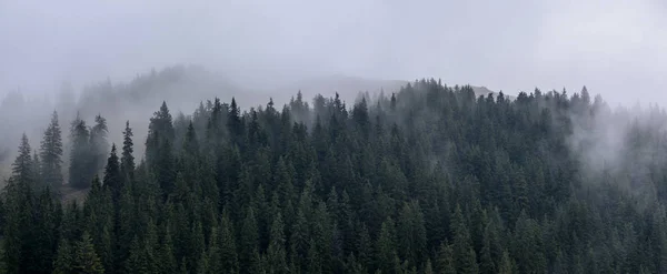 Sık çam ormanı içinde sabah sis. Sisli çam ormanı.