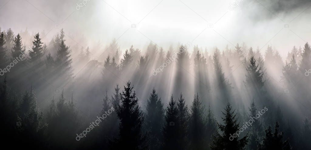 Fog divided by sun rays. Misty morning view in wet mountain area. 