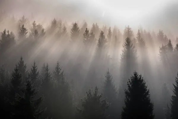 Fog Divided Sun Rays Misty Morning View Wet Mountain Area — Stock Photo, Image