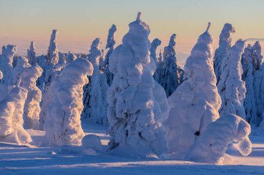 Dağın zirvesi. Dağların zirvesinde karlı ağaçlar.