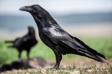 Karga (Corvus corax). Doğal zemin üzerine izole kara karga.