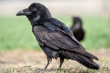 Karga (Corvus corax). Doğal zemin üzerine izole kara karga.