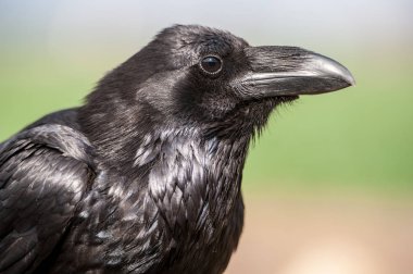 Karga (Corvus corax). Doğal zemin üzerine izole kara karga portre.