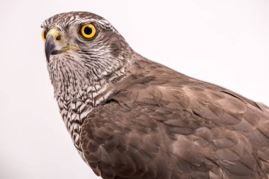 Özellikle hayvan meraklısı hawk. Beyaz arka plan üzerinde izole Borwn şahin portre. Beyaz arka plan üzerinde beyaz bir güvercin avcılık şahin