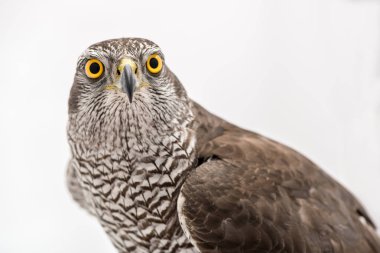 Özellikle hayvan meraklısı hawk. Beyaz arka plan üzerinde izole Borwn şahin portre. Beyaz arka plan üzerinde beyaz bir güvercin avcılık şahin
