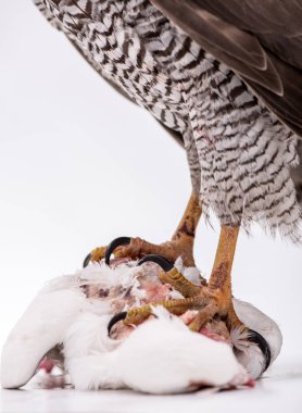 Özellikle hayvan meraklısı hawk. Beyaz arka plan üzerinde izole Borwn şahin portre. Beyaz arka plan üzerinde beyaz bir güvercin avcılık şahin