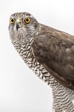 Özellikle hayvan meraklısı hawk. Beyaz arka plan üzerinde izole Borwn şahin portre. Beyaz arka plan üzerinde beyaz bir güvercin avcılık şahin