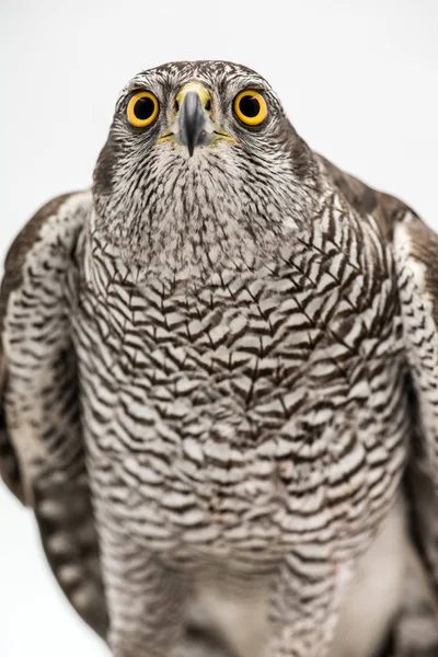 Fanciers Hawk Portrait Faucon Emprunté Isolé Sur Fond Blanc Hawk — Photo