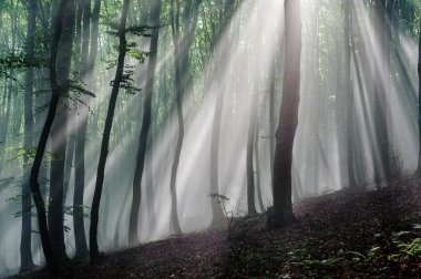 Güneş ışınları kayın orman içinde. Güneş ışınları sabah yaprak döken orman geçmektedir..