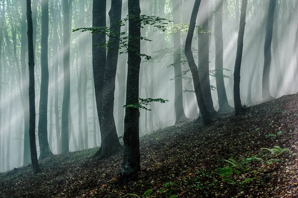 Sonnenstrahlen Buchenwald Sonnenstrahlen Ziehen Durch Den Morgen Laubwald — Stockfoto