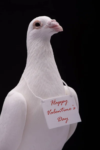 Paloma Blanca Con Mensaje Feliz Día San Valentín — Foto de Stock